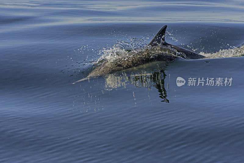 长喙海豚(Delphinus capensis)是一种普通海豚。